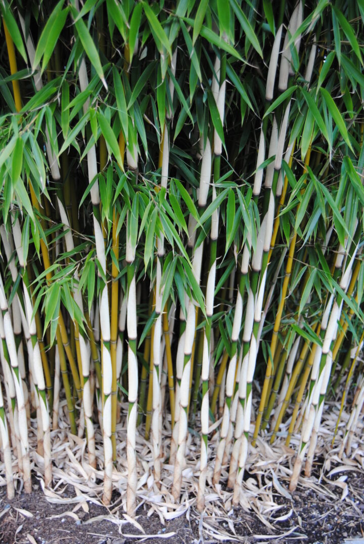Fargesia robusta 'Campbell' - Image 3