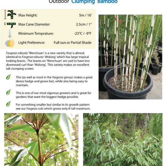 Fargesia robusta 'Wenchuan'