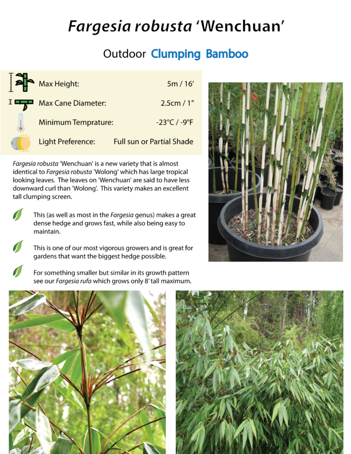 Fargesia robusta 'Wenchuan'