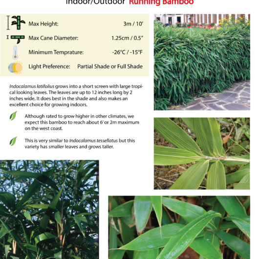 Indocalamus latifolius
