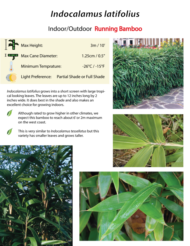 Indocalamus latifolius