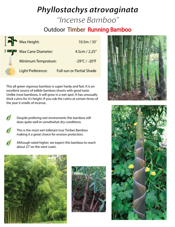 Phyllostachys atrovaginata (also known as congesta) - Image 5