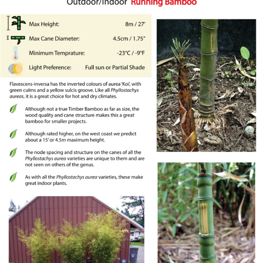 Phyllostachys aurea Flavescens-Inversa