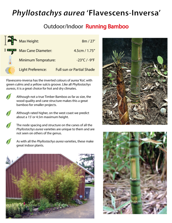 Phyllostachys aurea Flavescens-Inversa