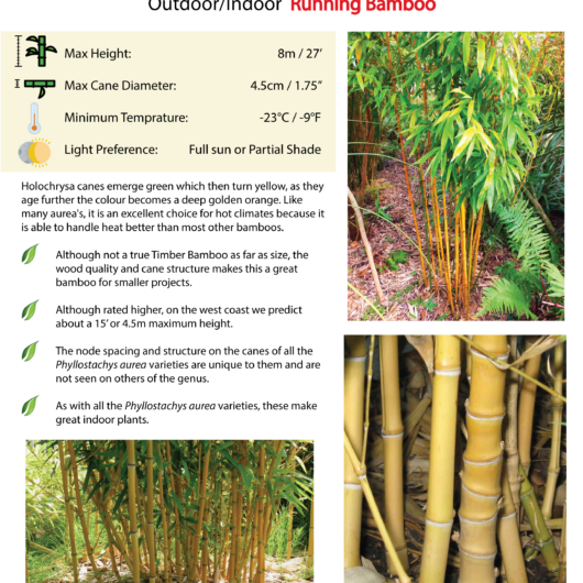 Phyllostachys aurea 'Holochrysa'