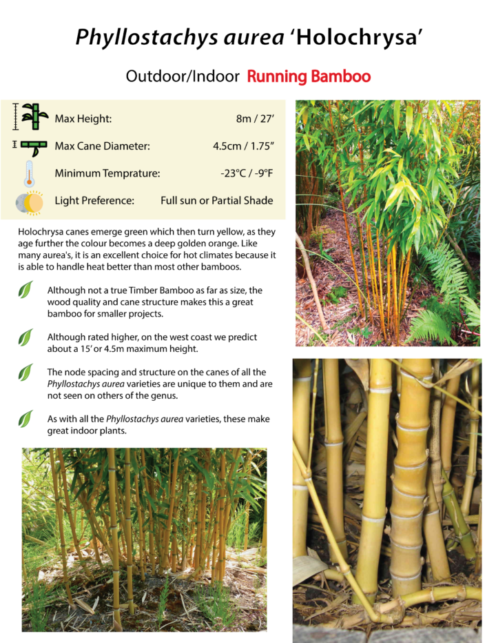 Phyllostachys aurea 'Holochrysa'