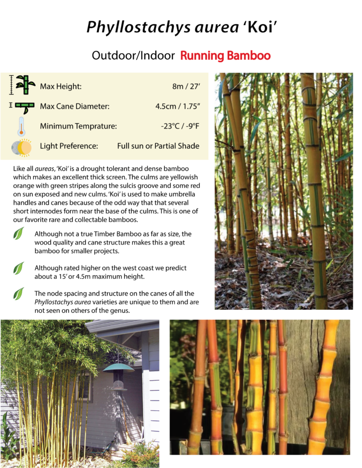Phyllostachys aurea 'Koi' - Image 3