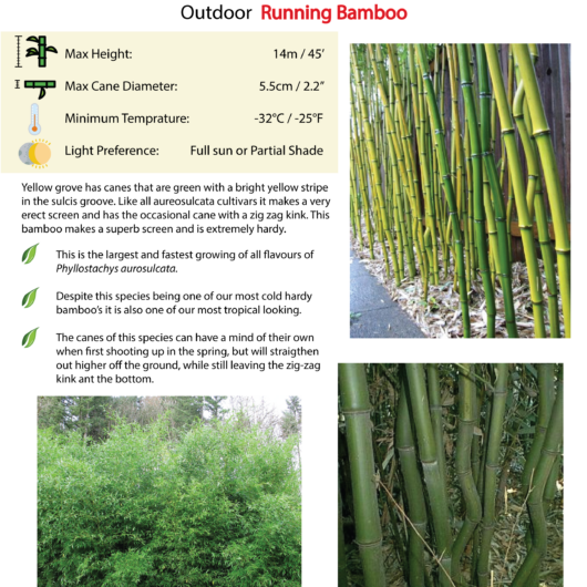 Phyllostachys aureosulcata (Yellow Groove)