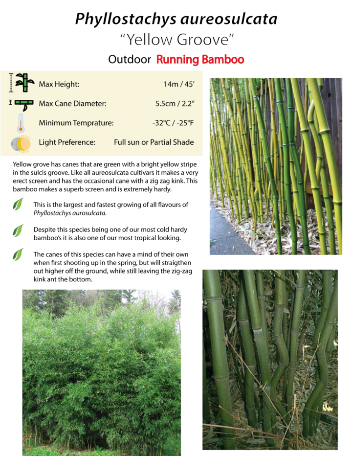 Phyllostachys aureosulcata (Yellow Groove)