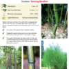 Phyllostachys aureosulcata 'Harbin' - Image 4