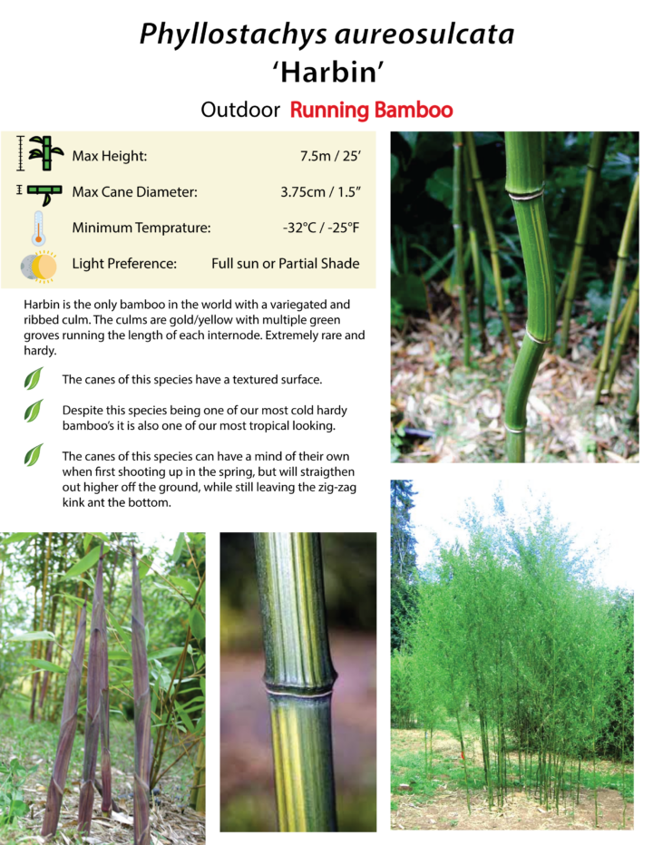 Phyllostachys aureosulcata 'Harbin' - Image 4
