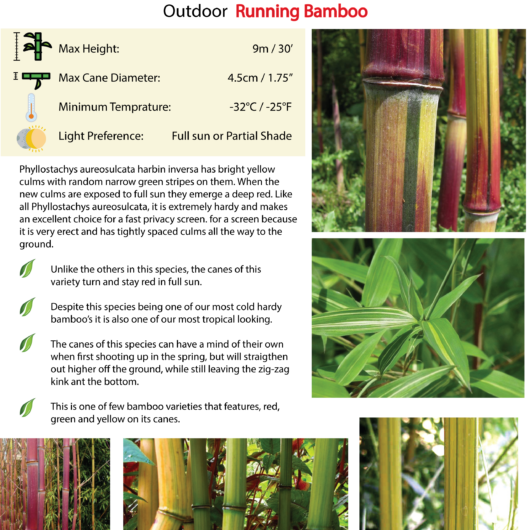 Phyllostachys aureosulcata 'Harbin Inversa'