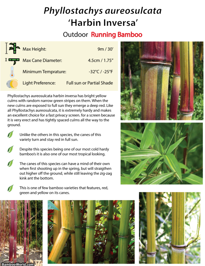 Phyllostachys aureosulcata 'Harbin Inversa'