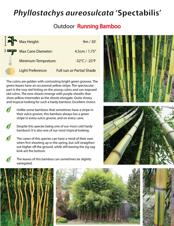 Phyllostachys aureosulcata 'Spectabilis' - Image 12