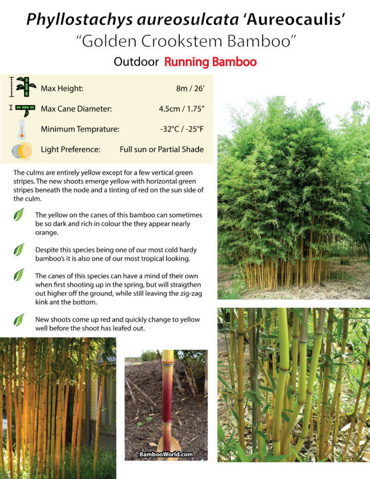 Phyllostachys aureosulcata 'Aureocaulis' - Image 9