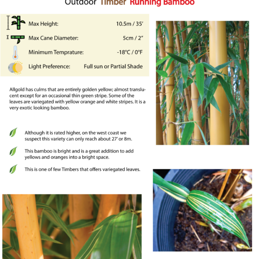 Phyllostachys bambusoides 'Allgold'