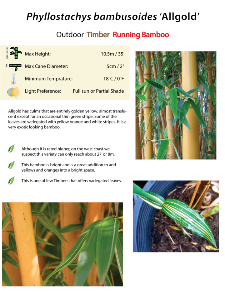 Phyllostachys bambusoides 'Allgold'