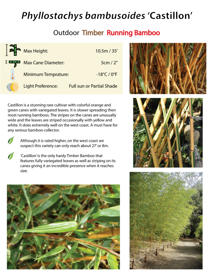 Phyllostachys bambusoides 'Castillon' - Image 3