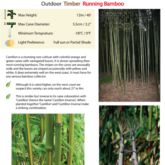 Phyllostachys bambusoides 'Castillon Inversa'