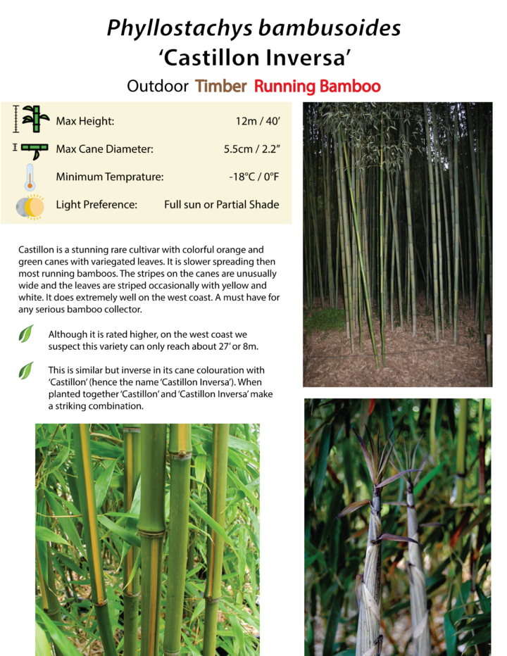 Phyllostachys bambusoides 'Castillon Inversa'