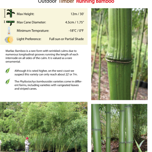 Phyllostachys bambusoides 'Marliac'