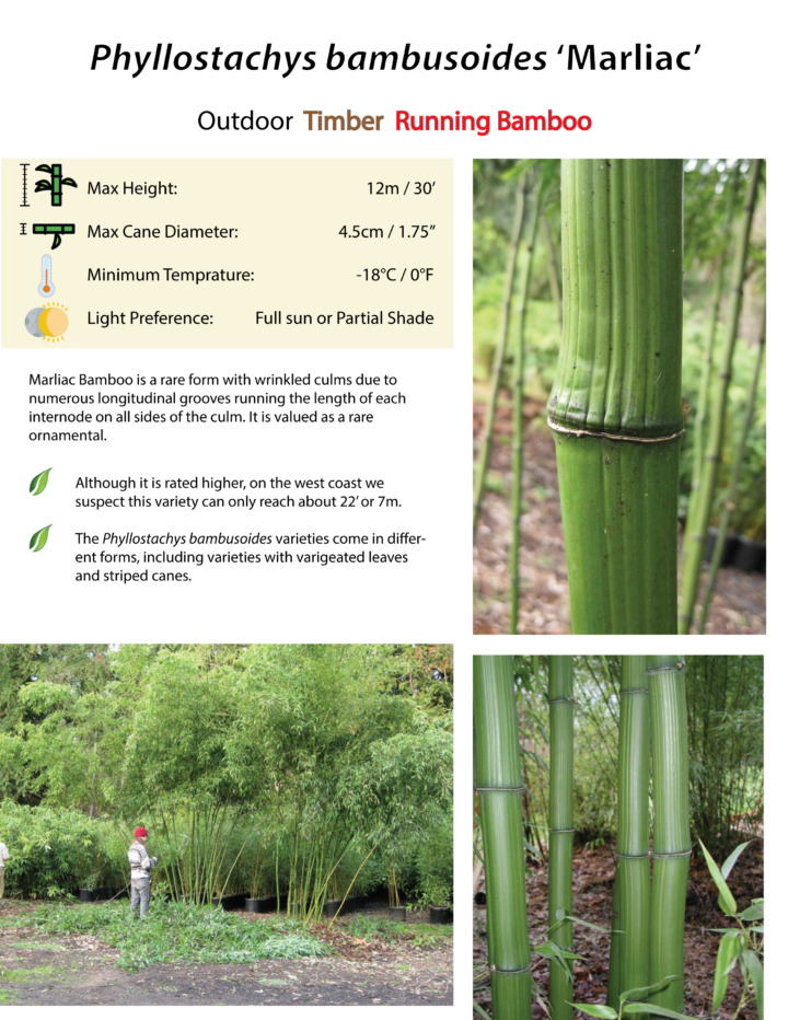 Phyllostachys bambusoides 'Marliac'