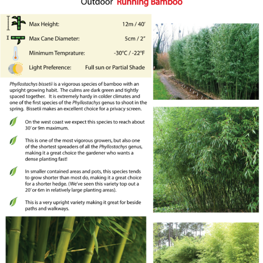 Phyllostachys bissetii