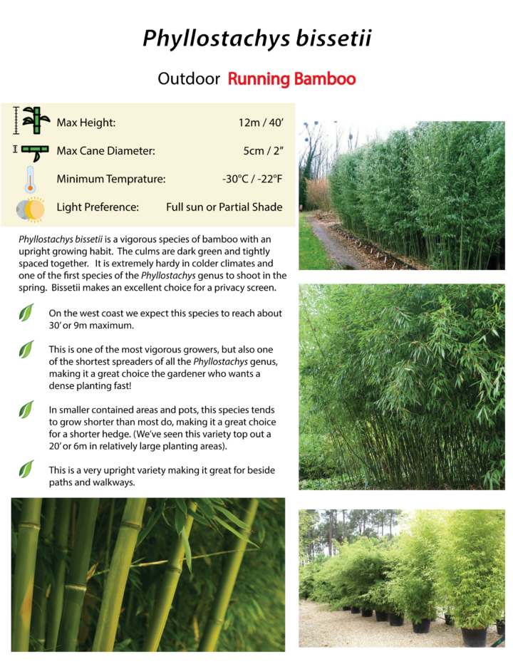 Phyllostachys bissetii