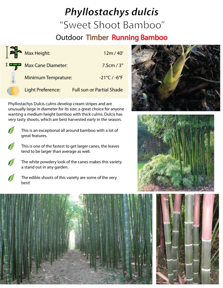 Phyllostachys Dulcis - Image 2