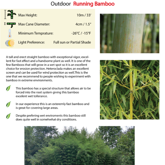 Phyllostachys heteroclada (Water Bamboo)