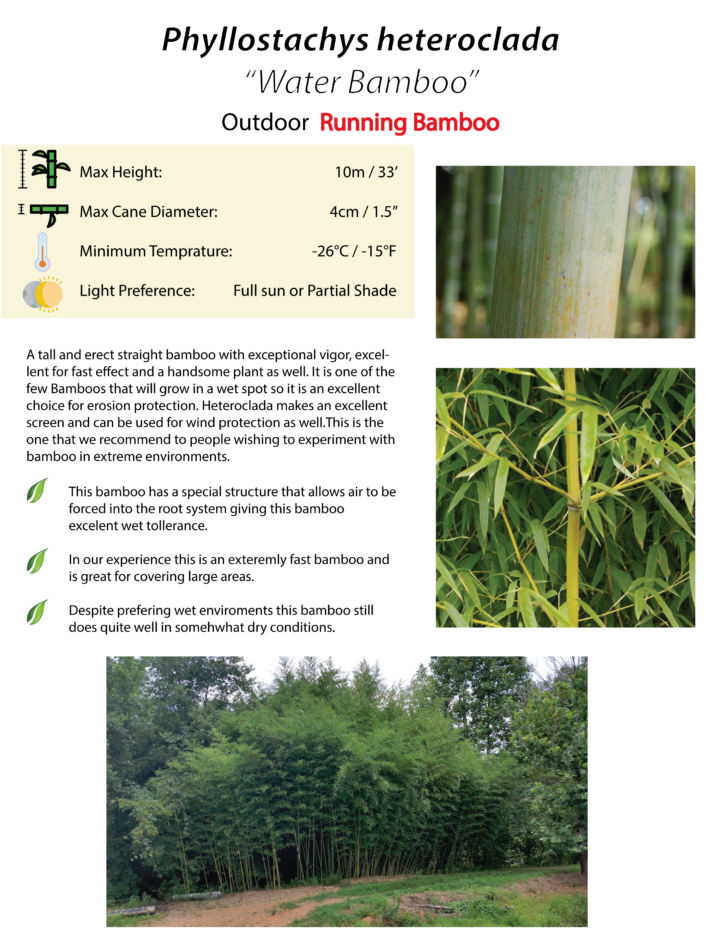 Phyllostachys heteroclada (Water Bamboo)