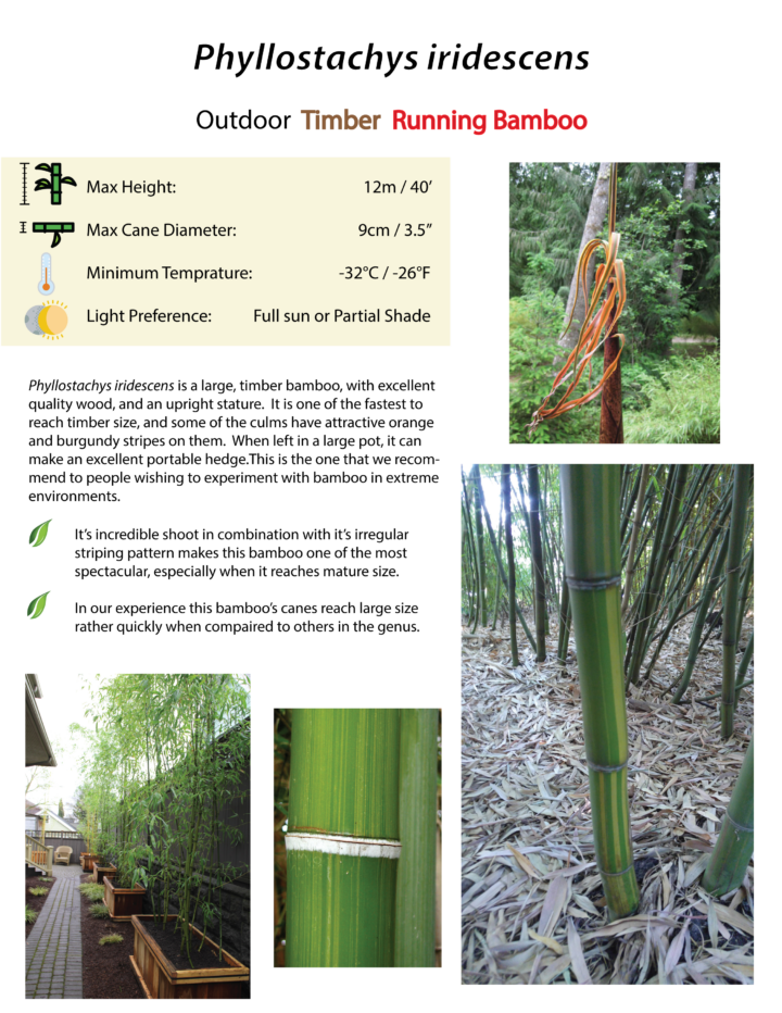 Phyllostachys iridescens - Image 5