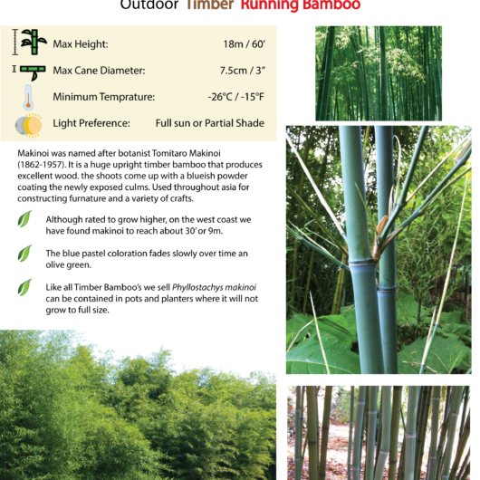 Phyllostachys makinoi