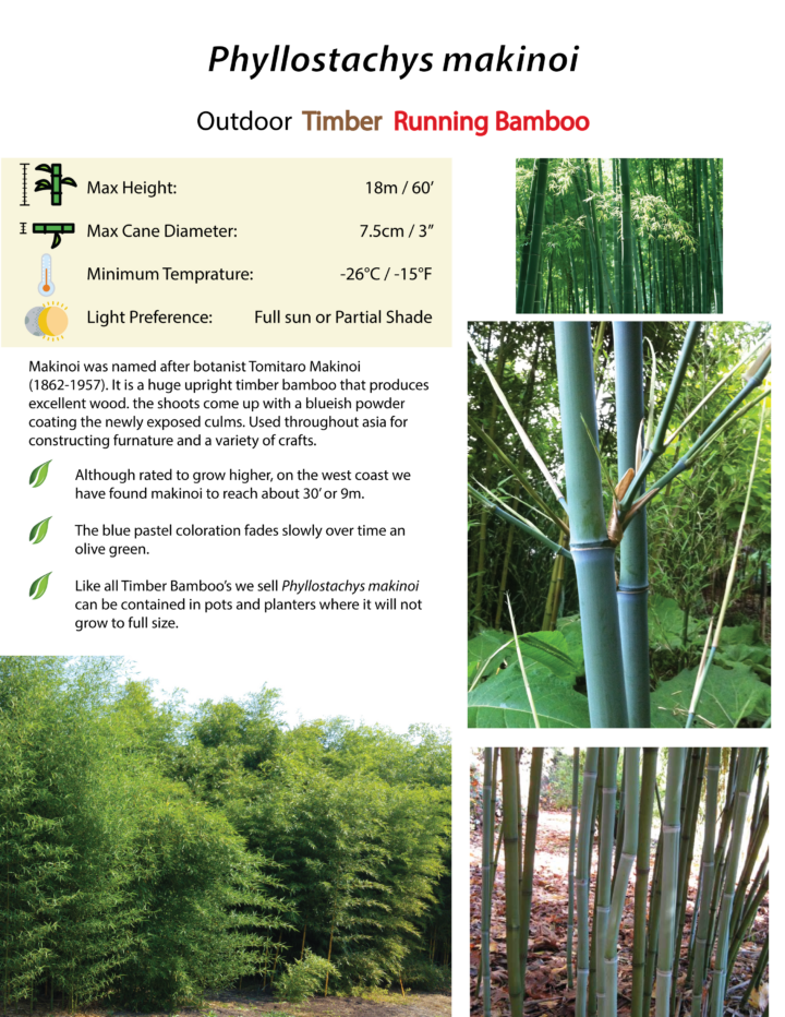 Phyllostachys makinoi
