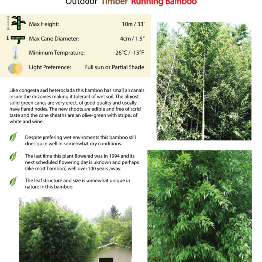 Phyllostachys nidularia