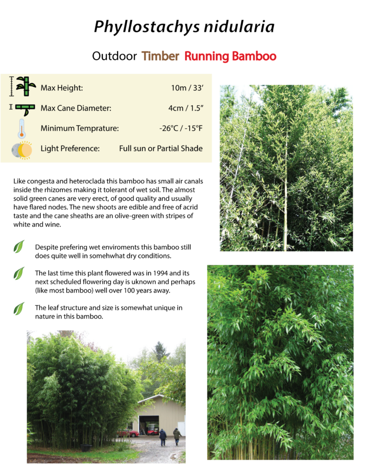 Phyllostachys nidularia