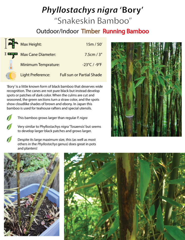 Phyllostachys nigra 'Bory' - Image 11