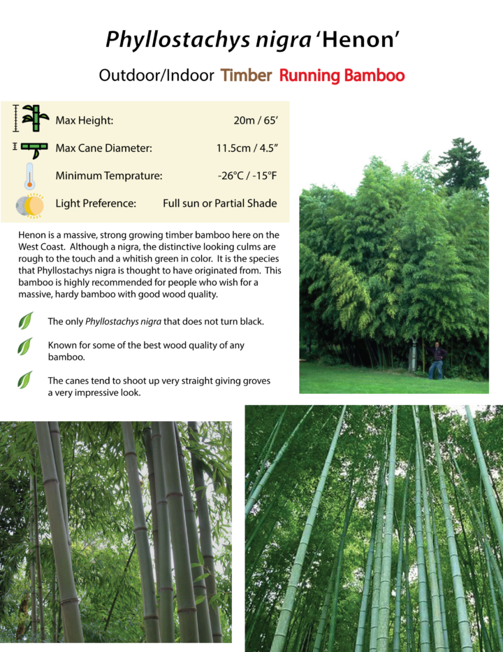 Phyllostachys nigra 'Henon' - Image 8