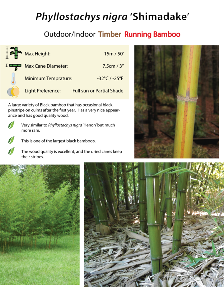 Phyllostachys nigra 'Shimadake' - Image 5