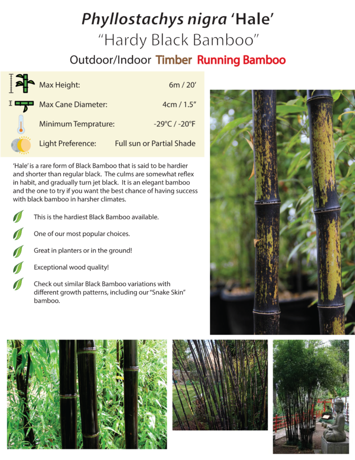 Phyllostachys nigra 'Hale' (Hardy Black) - Image 3