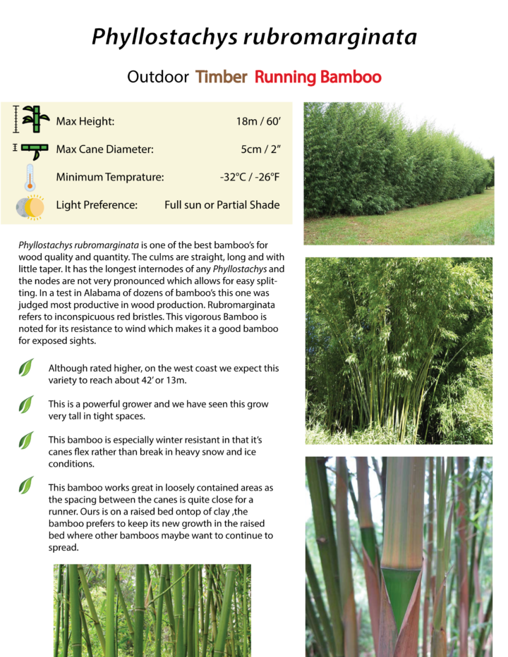 Phyllostachys rubromarginata - Image 4