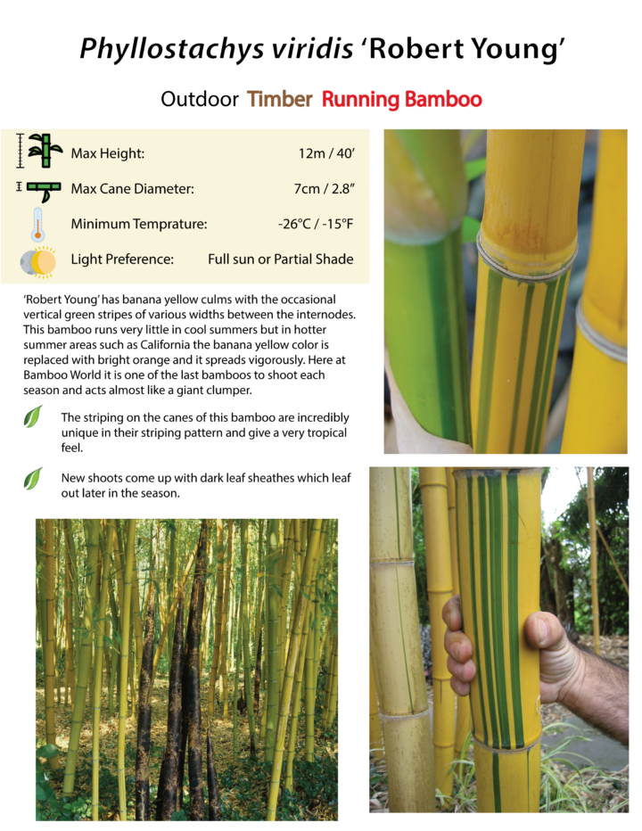 Phyllostachys viridis 'Robert Young' - Image 6