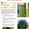 Phyllostachys vivax 'Aureocaulis' - Image 4