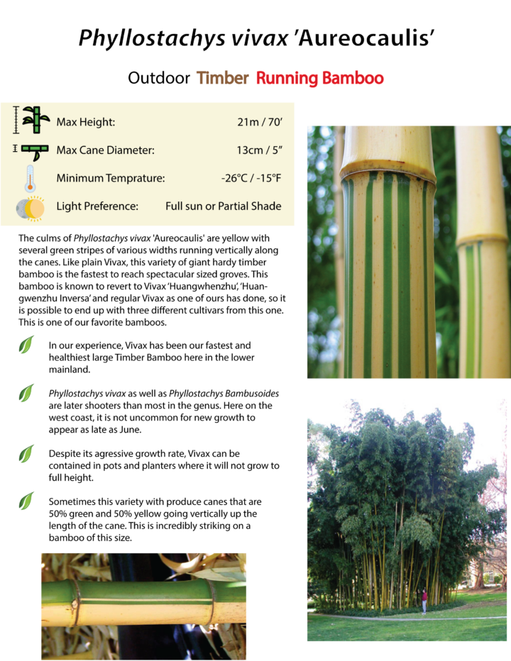 Phyllostachys vivax 'Aureocaulis' - Image 4