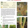 Phyllostachys vivax 'Huangwhenzhu Inversa' - Image 6