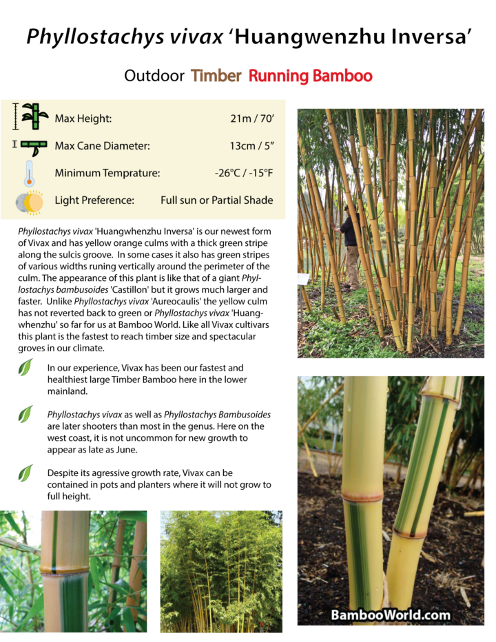 Phyllostachys vivax 'Huangwhenzhu Inversa' - Image 6