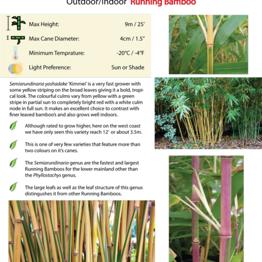 Semiarundinaria yashadake 'Kimmei'