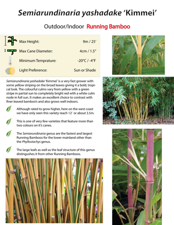 Semiarundinaria yashadake 'Kimmei'