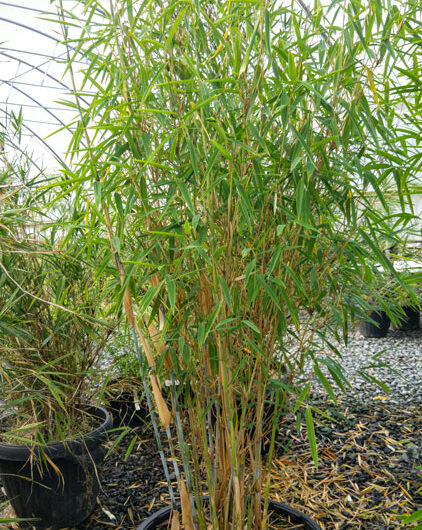 Borinda Papyrifera