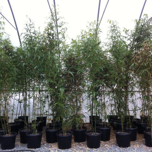 Bamboo Plants